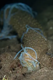 Defensive: Volcano Sea Cucumber - extruding defensive white