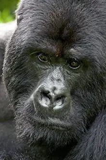Rwanda: Volcanoes NP, Rwanda, Mountain Gorillas
