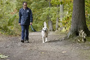 Daily: Volunteer ASPCA daily walking a golden retriever