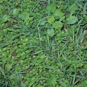 Seedlings: Volunteer weeds in wheat crop