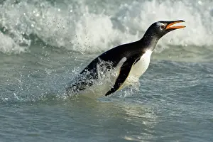 Volunteers: Volunteers Point, Gentoo penguin (Pygoscelis papua)