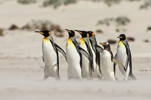 Volunteers: Volunteers Point, King penguin (Aptenodytes patagonicus)