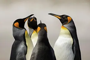 Volunteers: Volunteers Point, King penguins (Aptenodytes patagonicus)