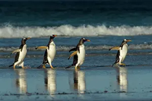 Volunteers: Volunteers Point, red-billed penguin (Pygoscelis