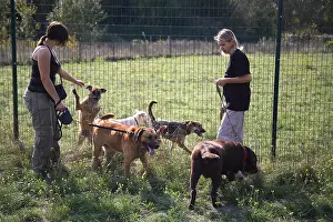 Promenade: Volunteers walking with dog from a refuge SPA