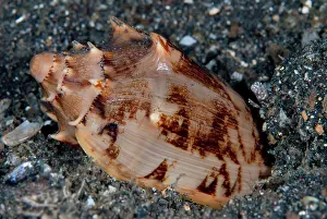 Burying: Volutes Shell burying itself in black sand