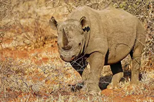Attack: Vom Aussterben bedrohtes Spitzmaulnashorn, S