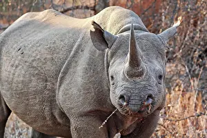 Attack: Vom Aussterben bedrohtes Spitzmaulnashorn, S