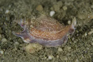 Timor: Vomer Conch - Night dive, Dili Rock East dive