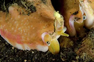 Strombus: Vomer Conchs - pair