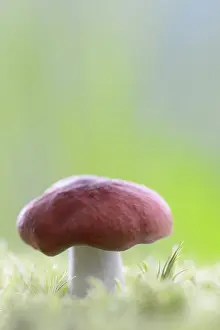 Toadstool: Vomiting Russula (Russula emetic) standing in t
