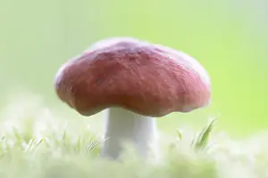 Toadstool: Vomiting Russula (Russula emetica) standing int