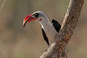 Tockus: Von Der Decken's Hornbill