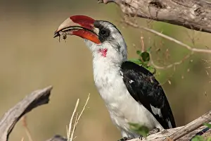 Tockus: Von Der Decken's Hornbill - eating insect