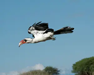Tockus: Von Der Decken's Hornbill - in flight