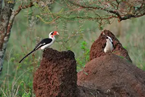 Tockus: Von der Decken's Hornbill male and female