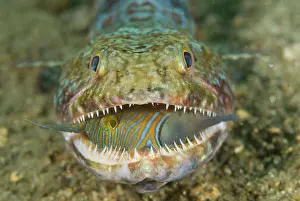 Voracious: Voracious lizardfish predator swallowing