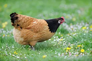 Quest: Vorwerk hen in the grass - France