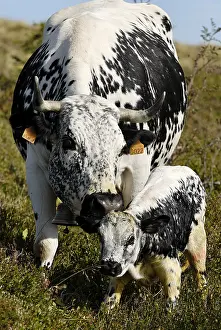 Stubble: Vosges cow and her calf on Mount Hohneck
