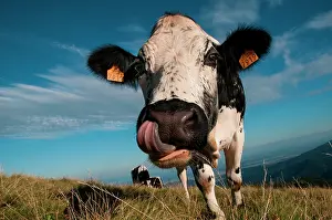Vosgienne: Vosges cow in a meadow