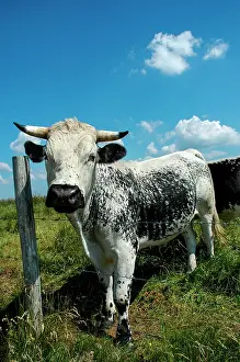 Vosgienne: Vosges cow in a meadow