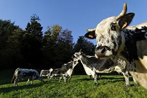 Vosgienne: Vosges cows in the farm-inn Felsach Linthal