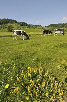 Stubble: Vosges cows grazing on the stubble of Lower Gresson