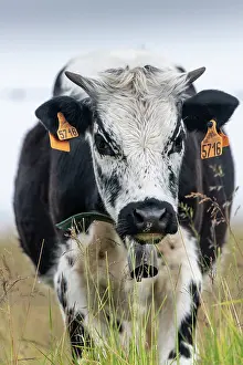 Stubble: Vosgian cow in a meadow in summer, Le Hohneck, Vosges