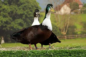Vouille: Vouille Duck