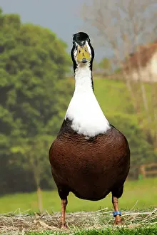 Vouille: Vouille Duck