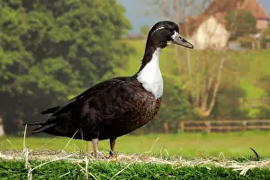 Vouille: Vouille Duck