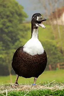 Vouille: Vouille Duck