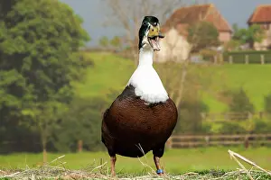 Vouille: Vouille Duck