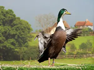 Vouille: Vouille Duck