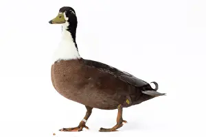 Vouille: Vouille Duck blue bronze
