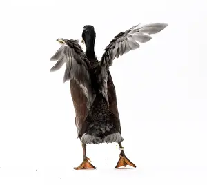 Vouille: Vouille Duck blue bronze