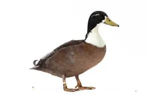 Vouille: Vouille Duck blue bronze