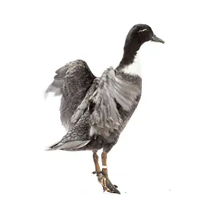 Vouille: Vouille Duck blue bronze