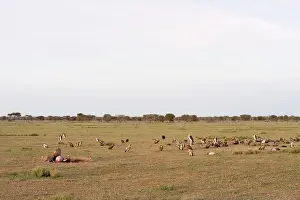 Marks: Vulture