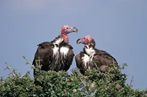 Aegypius: Vulture Courtship