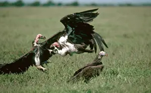 Aegypius: Vulture Fight