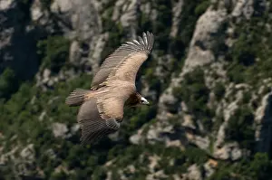 Gorges: Vulture, Gorges du Verdon, Provence, France