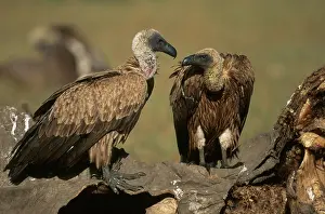 Whitebacked: Vultures on Carcass
