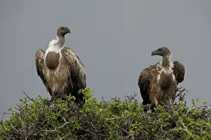 Craw: Vultures with Full Crops