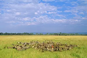 Hyaenas: Vultures on Elephant carcass. Ruppels Griffon Vulture