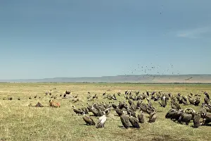 Gathered: Vultures - group gathered around Lion (Panthera