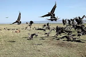 Gathered: Vultures - group gathered around Lion (Panthera leo) & kill