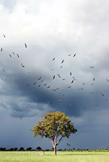 Scavanger: Vultures - above Leadwood Tree
