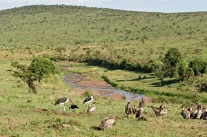 Marabou: Vultures and Marabou Stork, Masai Mara National