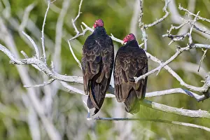 Bare: Two vultures with red heads sitting side by side on bare branches in the wild